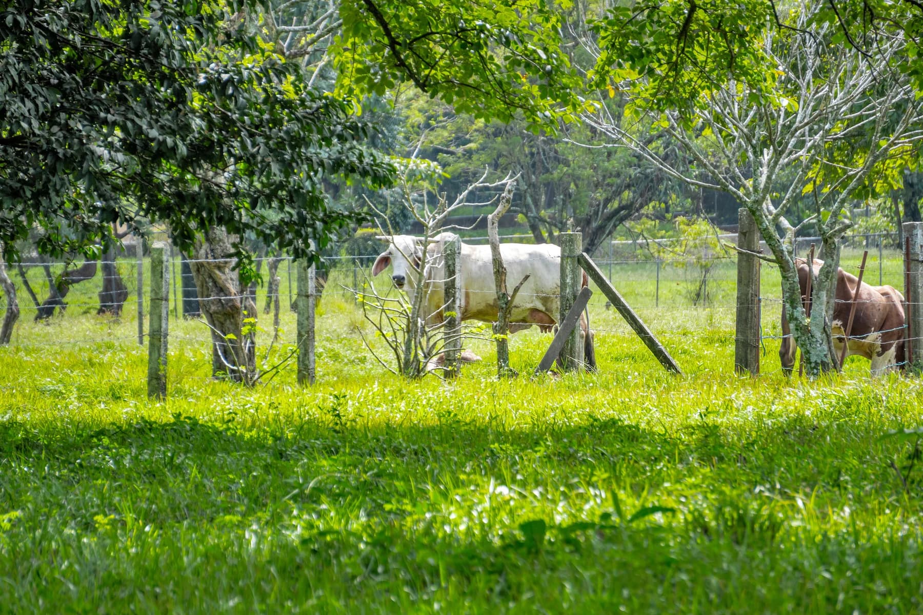 Terreno en Guácima