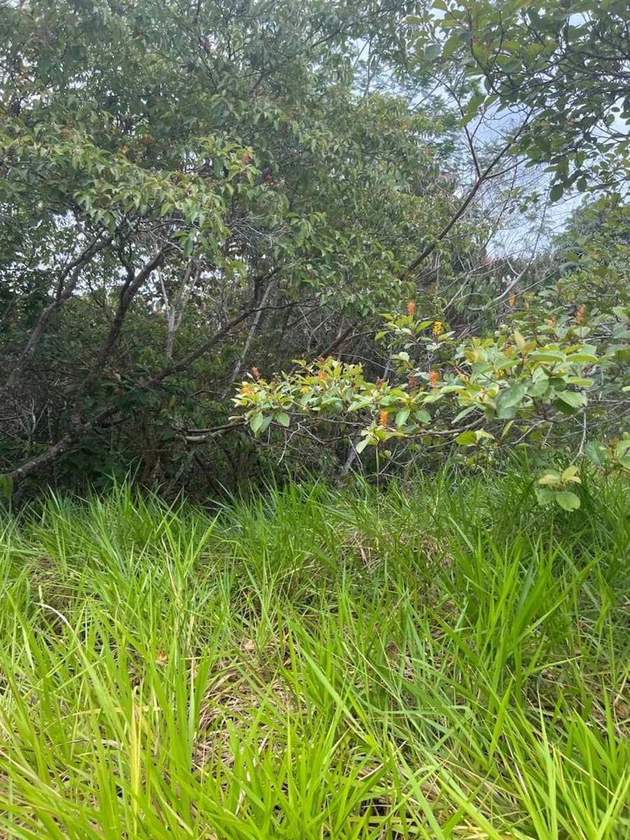 Terreno en Parrita