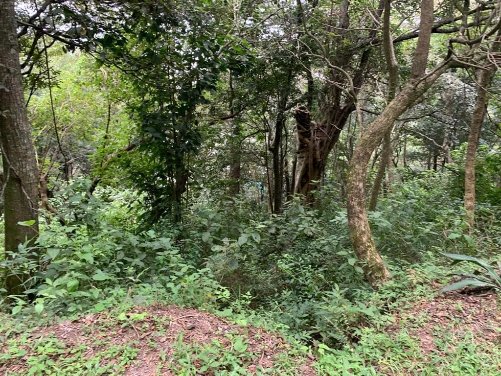 Terreno en Piedades