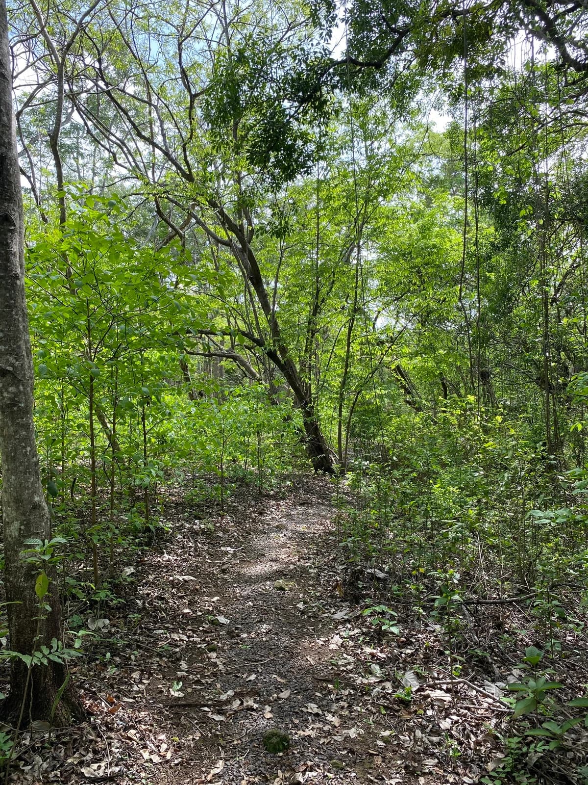 Land at Sardinal