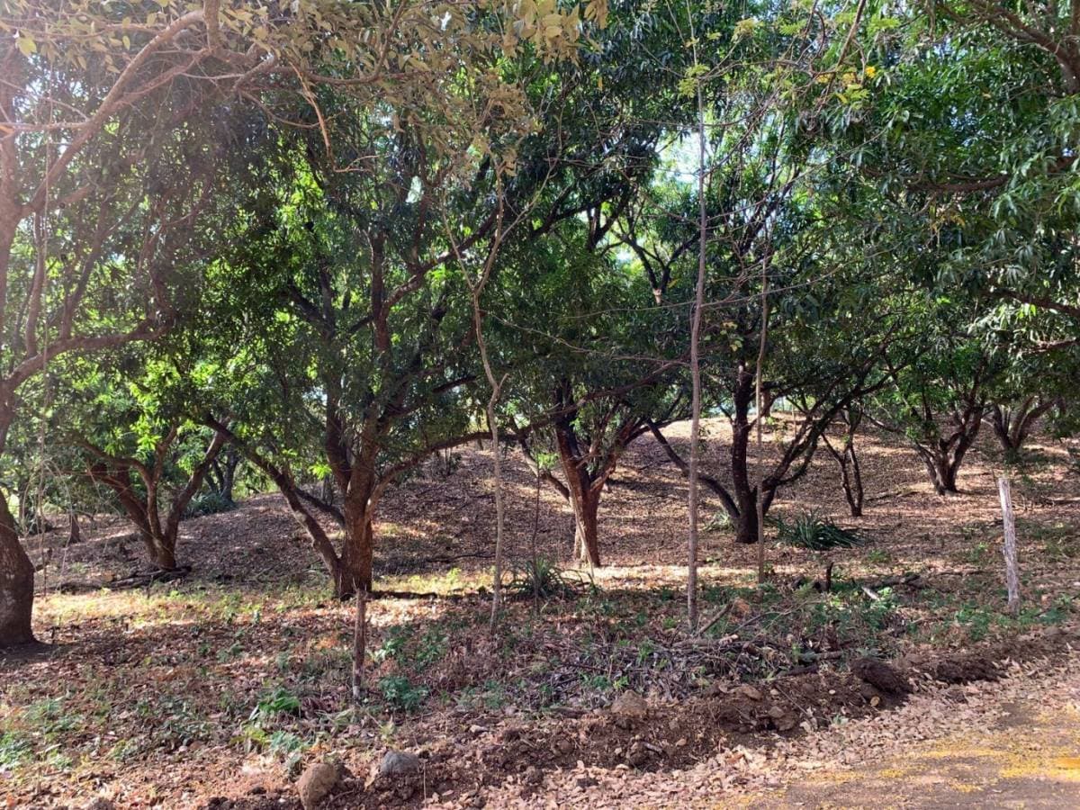 Property at Tamarindo