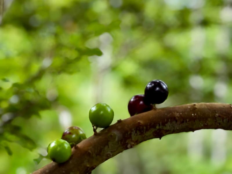 Propiedad en San Isidro de El General