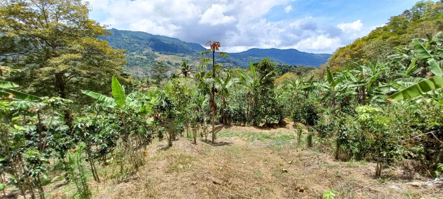 Terreno en Bahía Ballena
