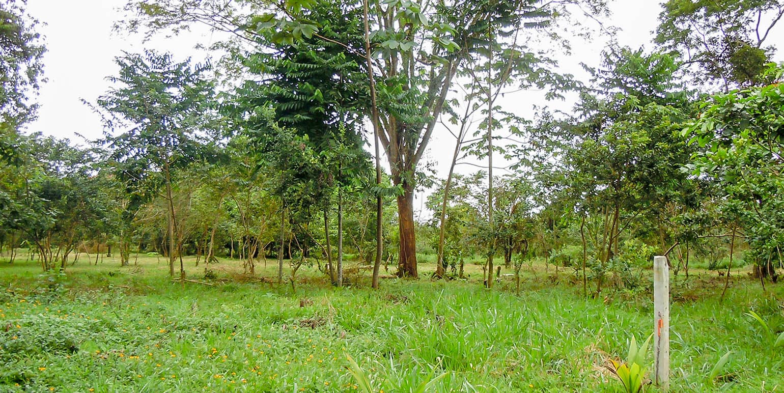 Propiedad en Naranjito