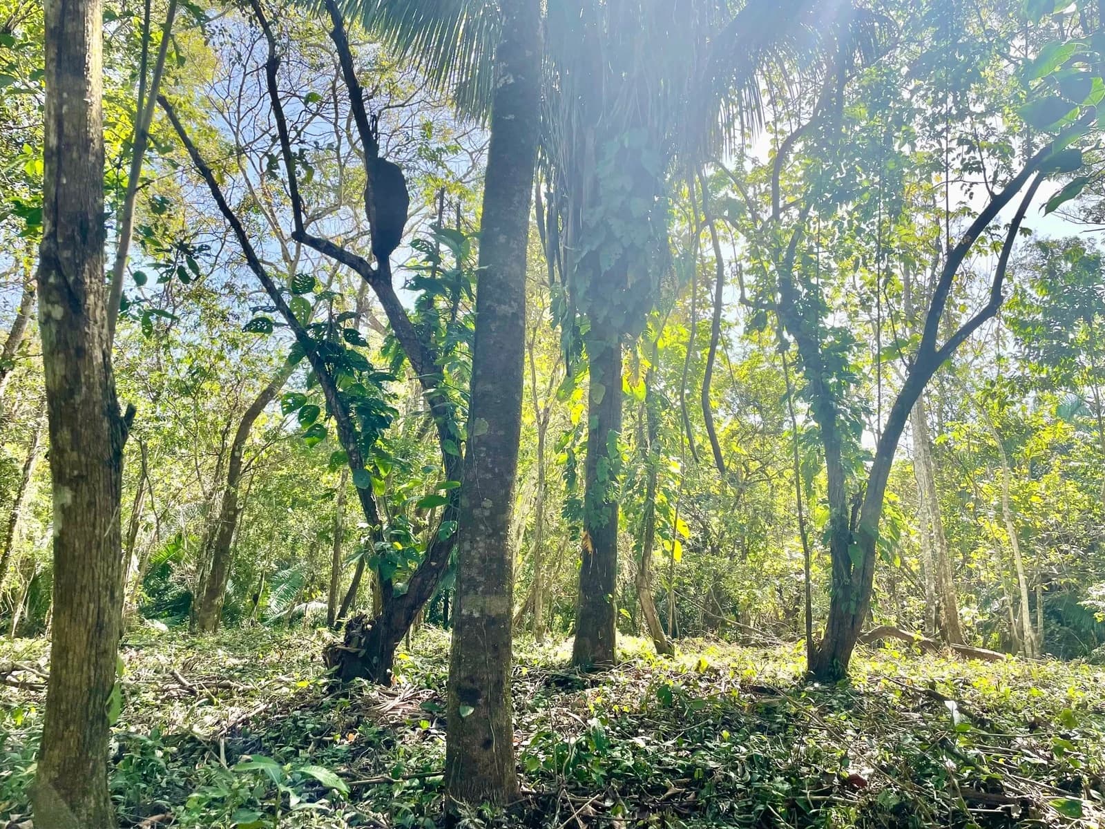 Land at Cóbano
