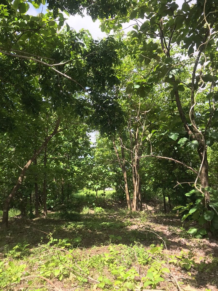 Land at Cóbano