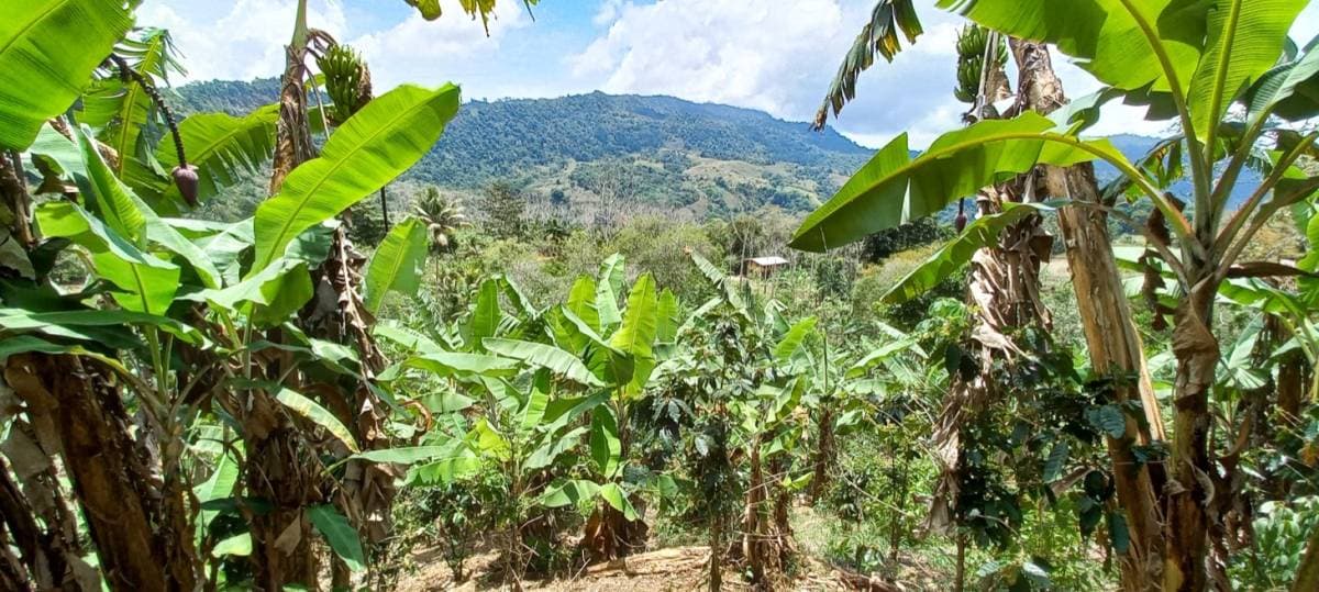 Estate at San Isidro del General