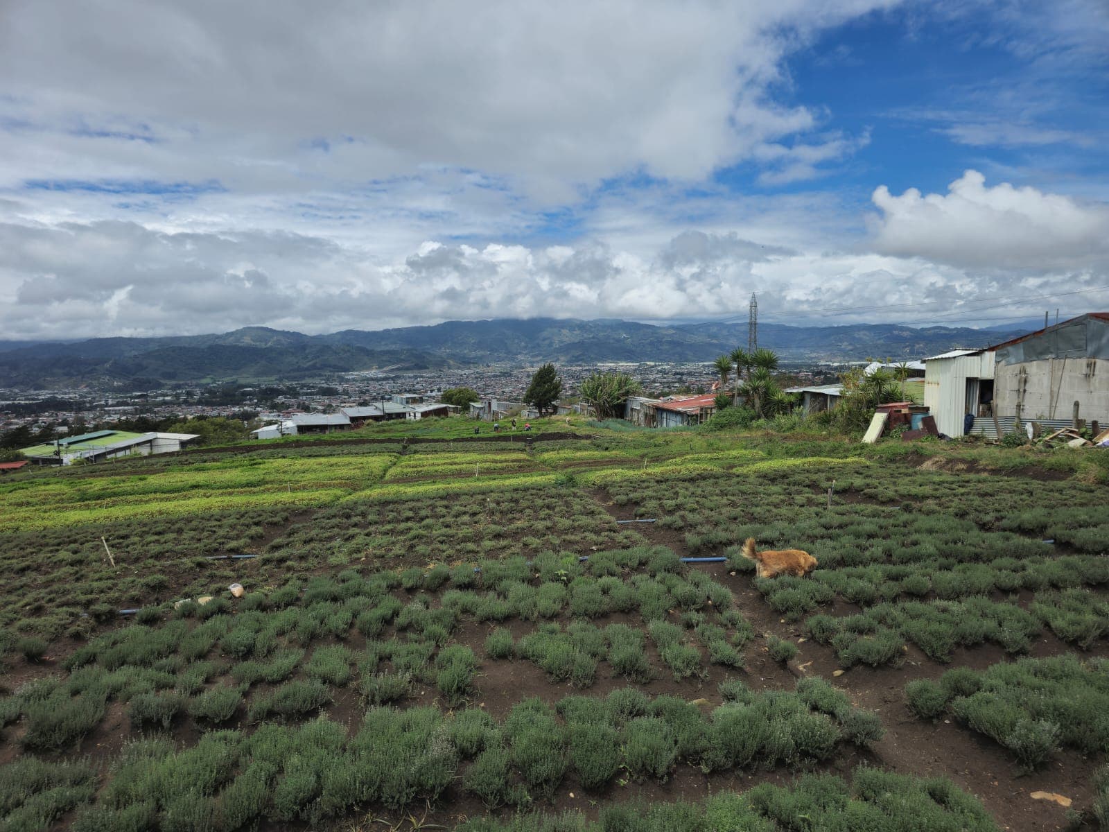 Comercial en San Rafael