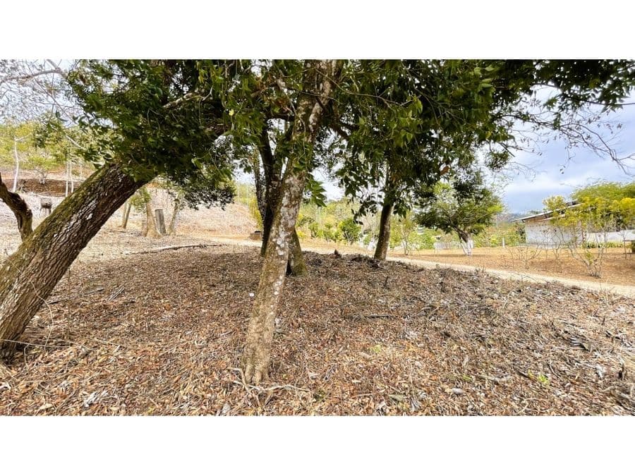 Property at San Ramón