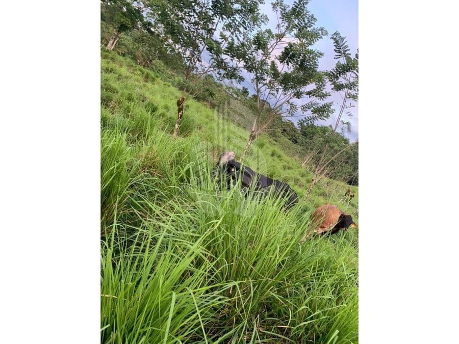 Terreno en Alajuela