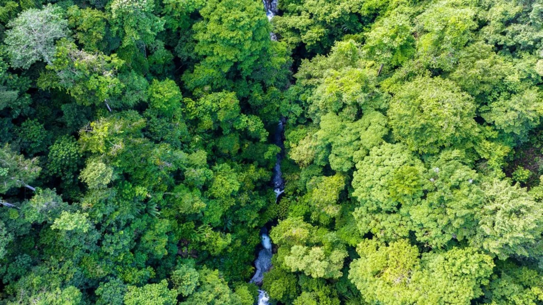Terreno en Bahía Ballena