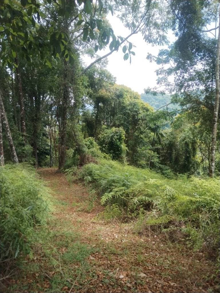 Finca en Quepos