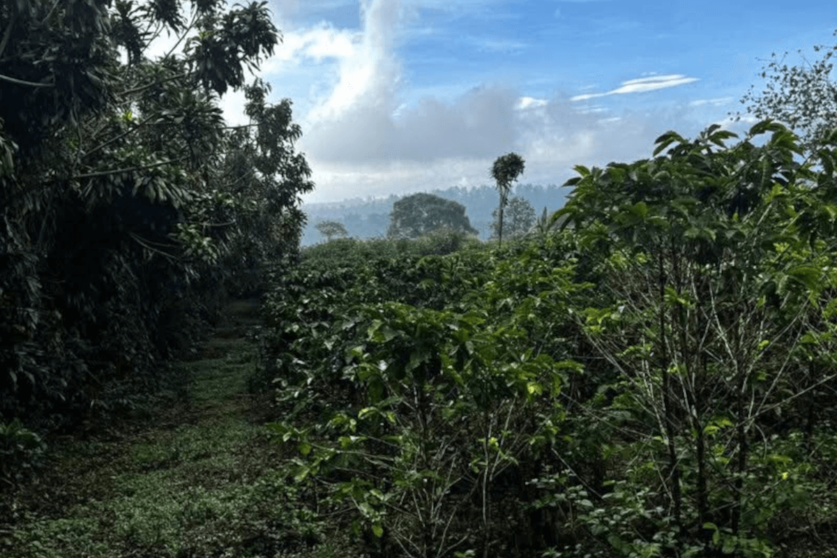 Terreno en Sabanilla
