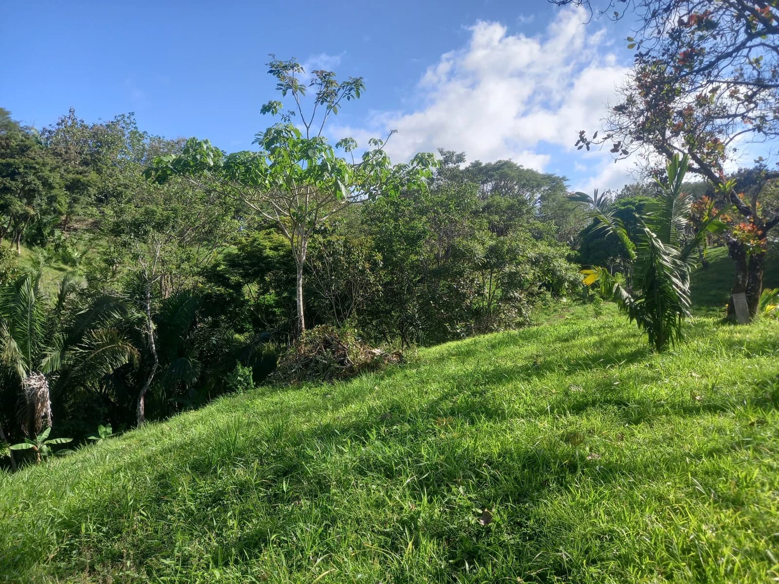 Terreno en Cóbano