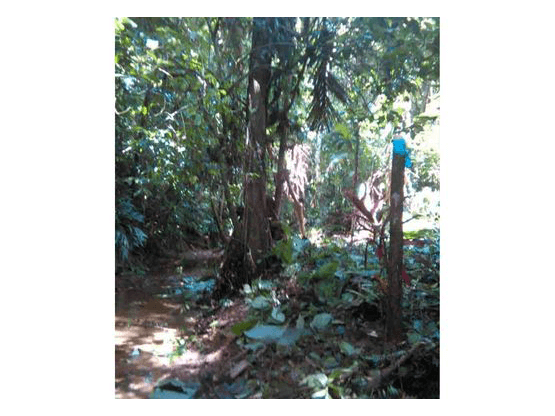 Propiedad en Limón