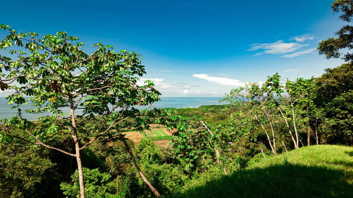 Finca en Dominicalito