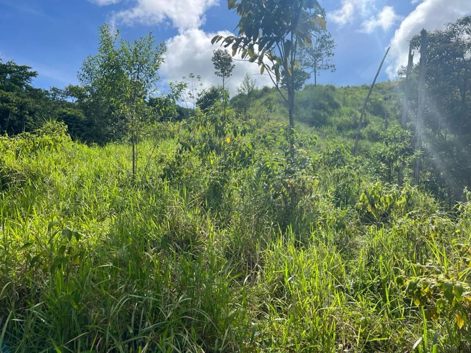 Land at Savegre