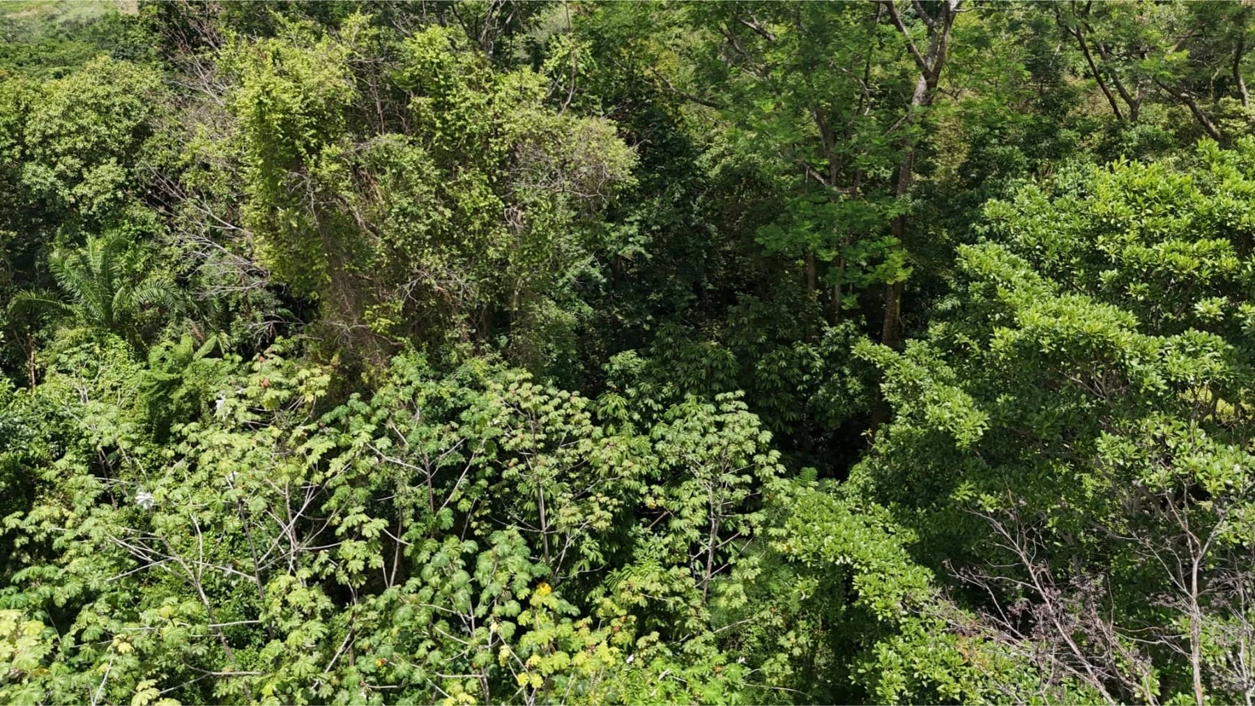 Land at Puerto Cortés