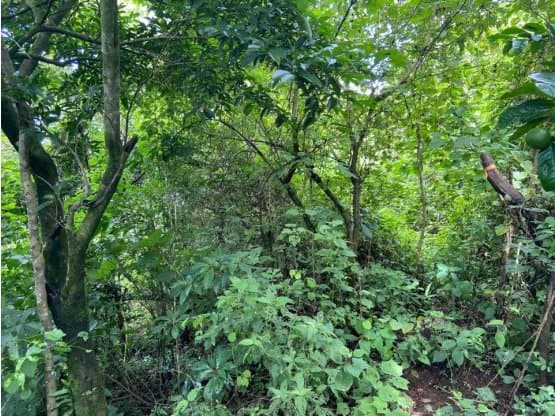 Property at Puntarenas