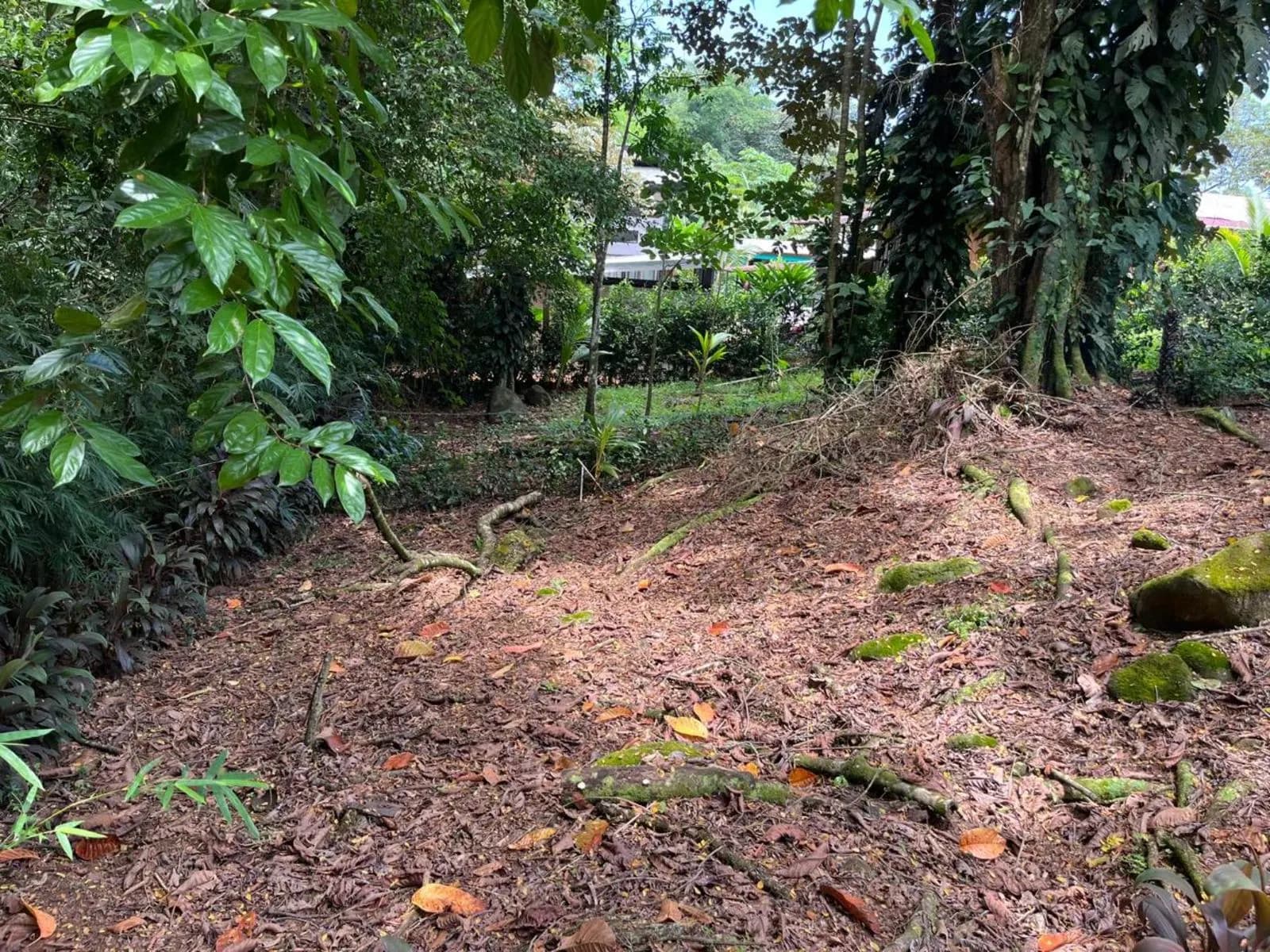Land at Bahía Ballena