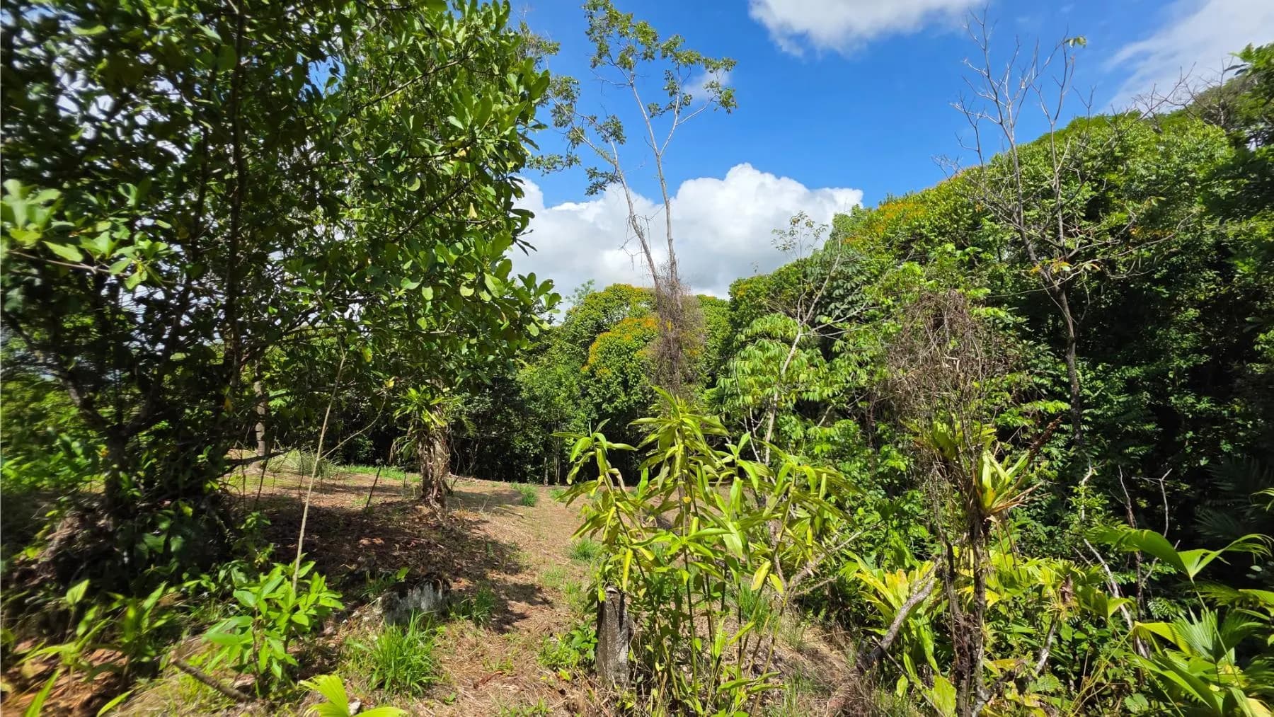 Land at Quepos