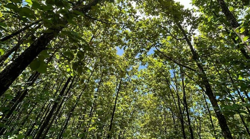 Land at Playa Avellanas