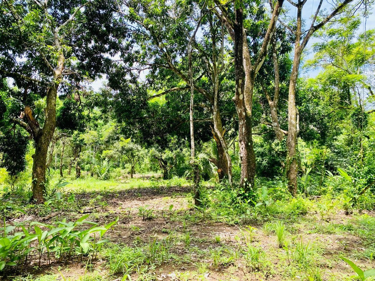 Land at Cóbano