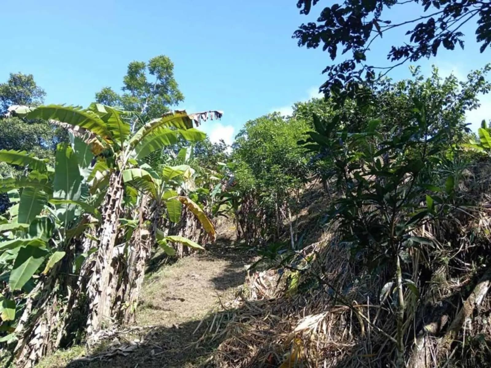 Land at Barú