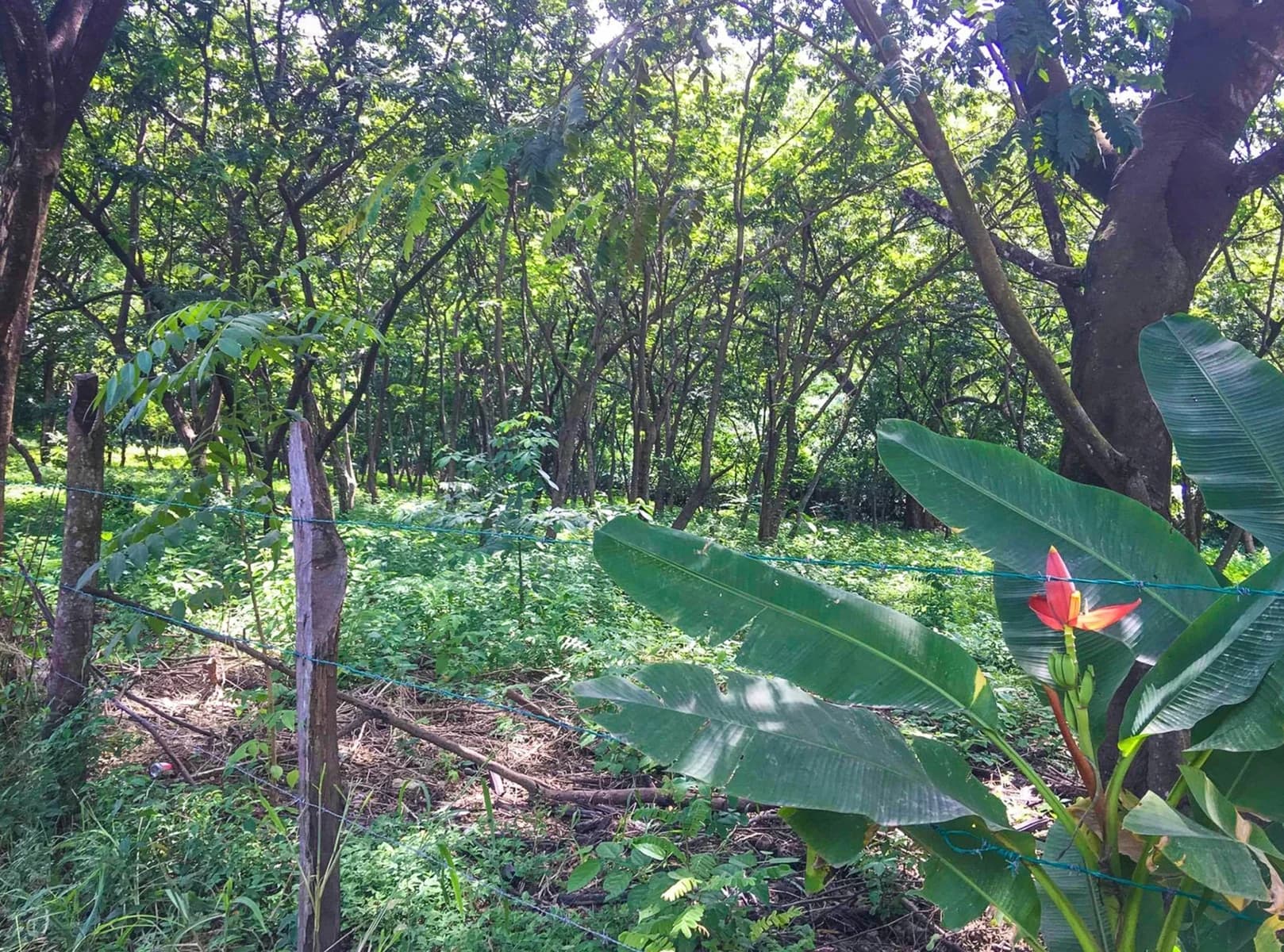 Land at Cóbano