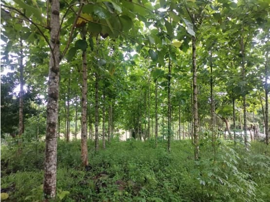 Propiedad en Pocosol