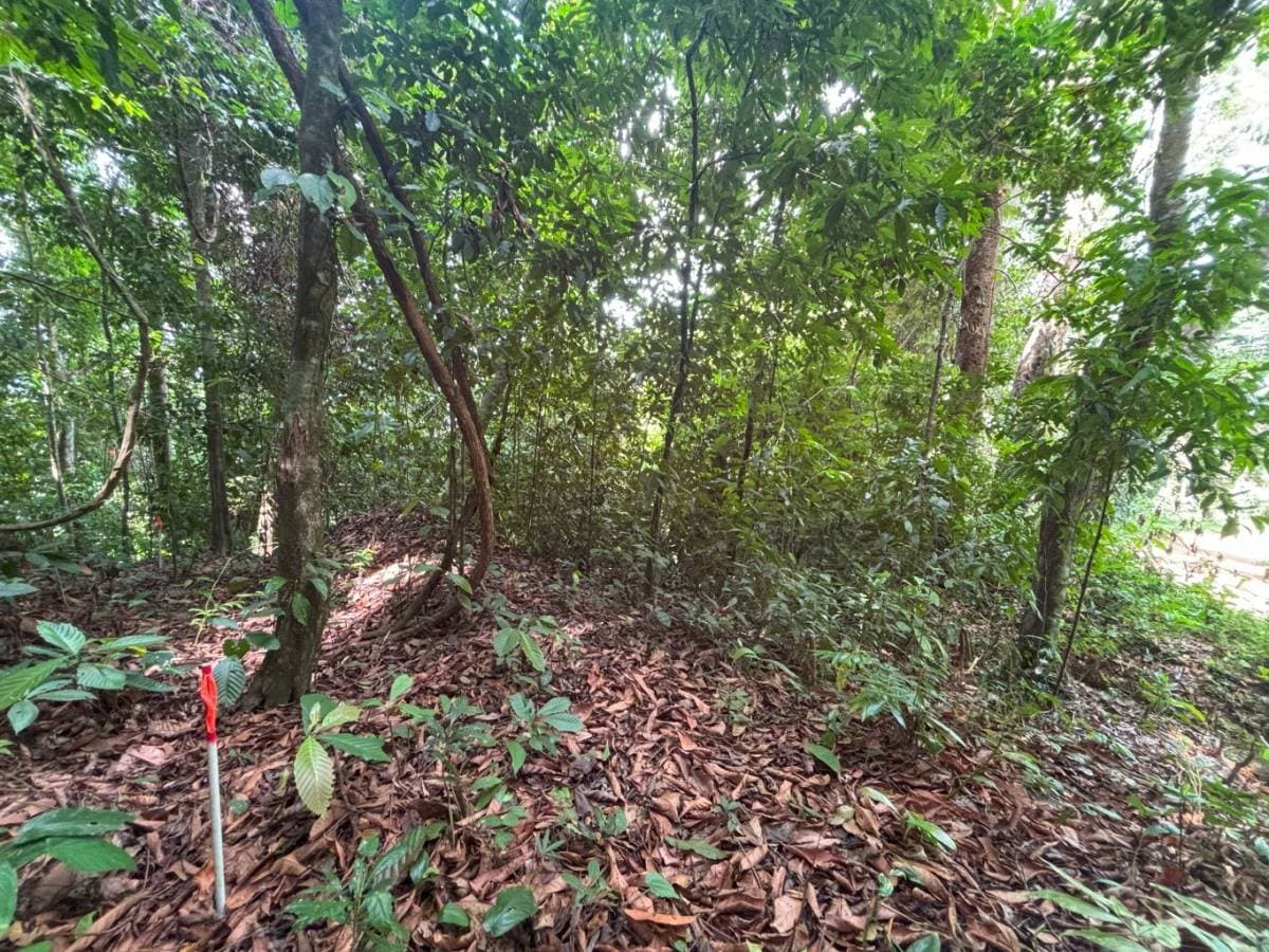 Property at Platanillo