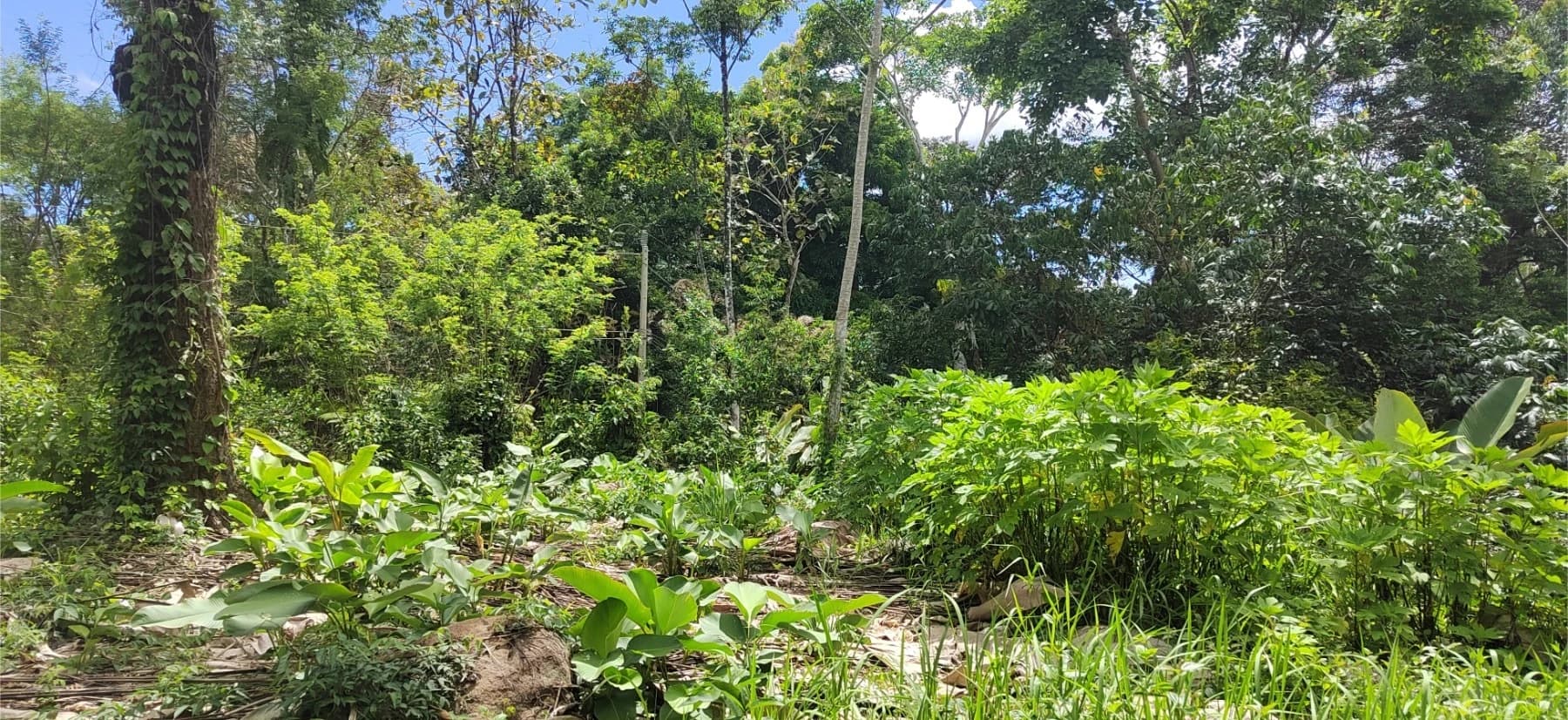 Terreno en Barú