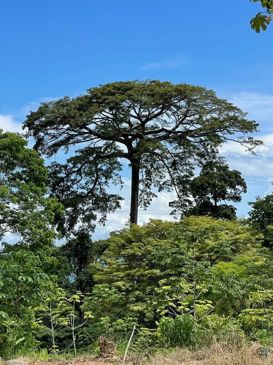 Land at Bahía Ballena