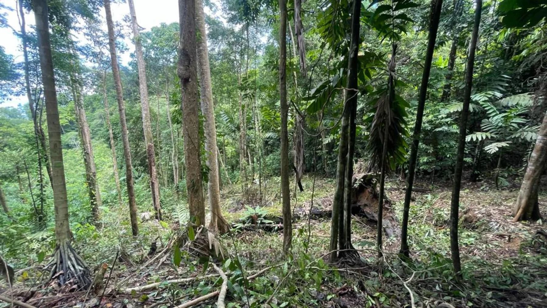 Terreno en Bahía Ballena