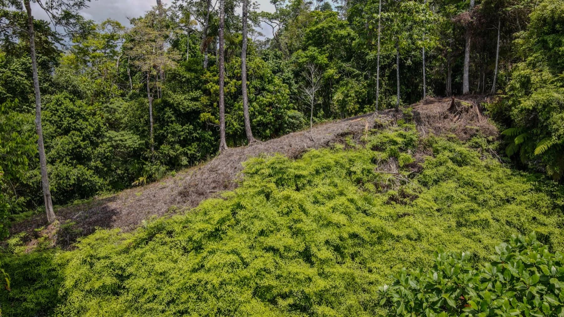 Terreno en Bahía Ballena