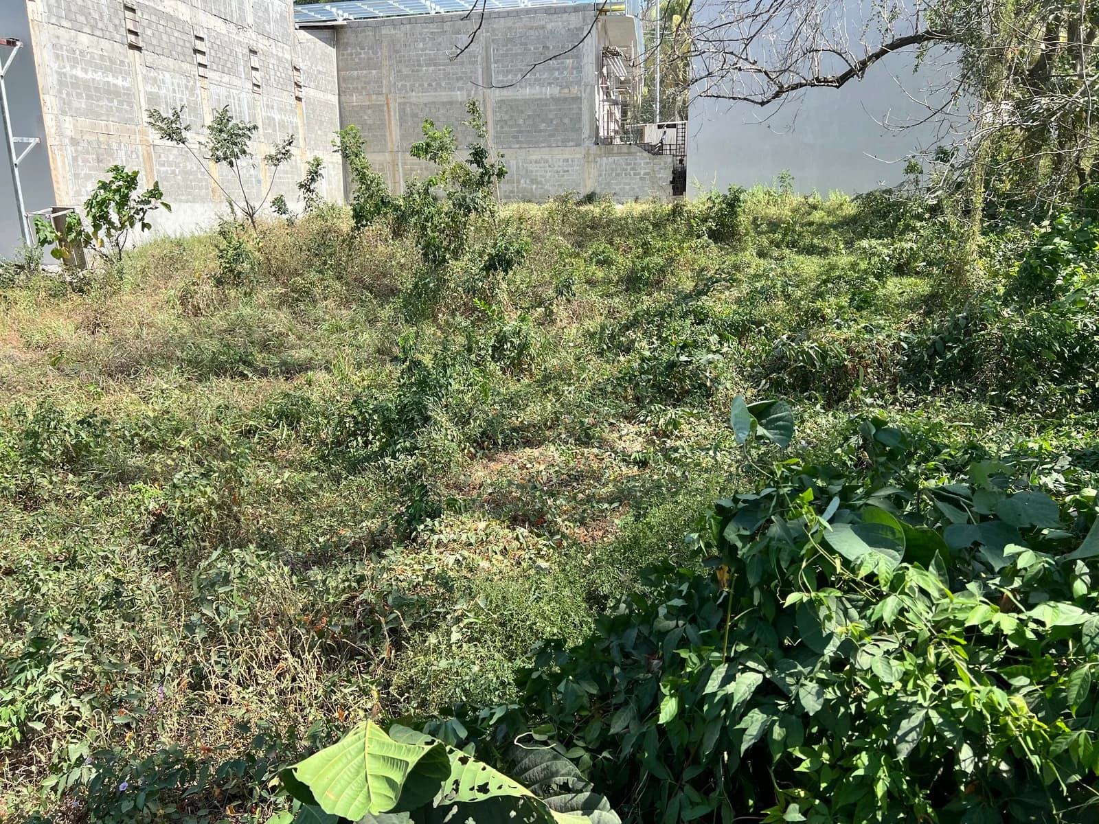 Land at Cóbano