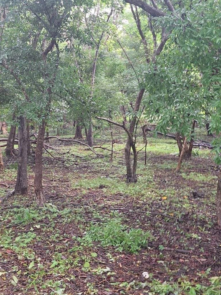 Property at Playa Negra