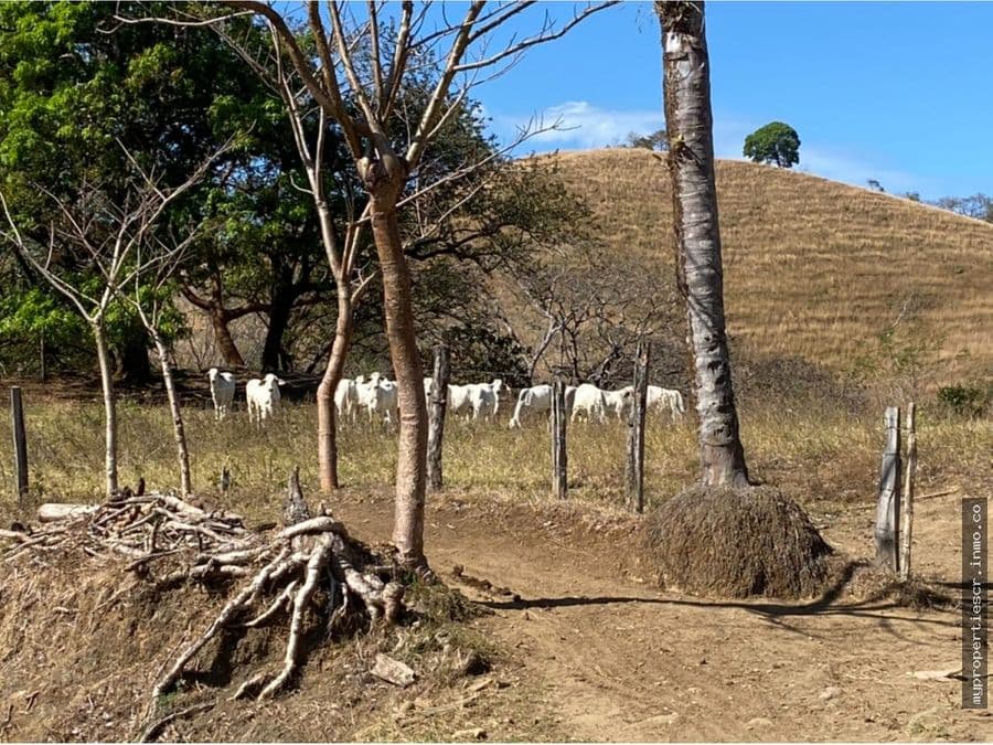 Estate at Belén de Nosarita