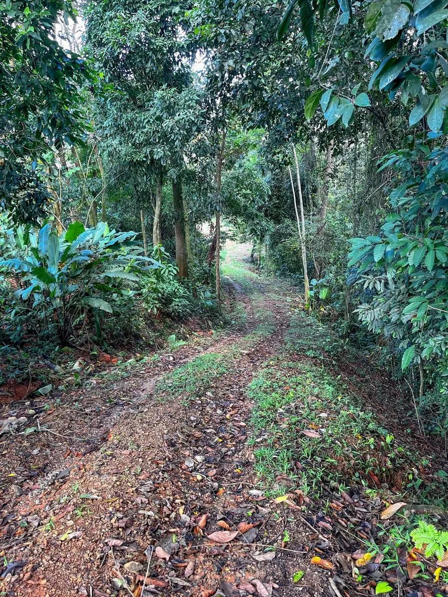 Terreno en Bahía Ballena