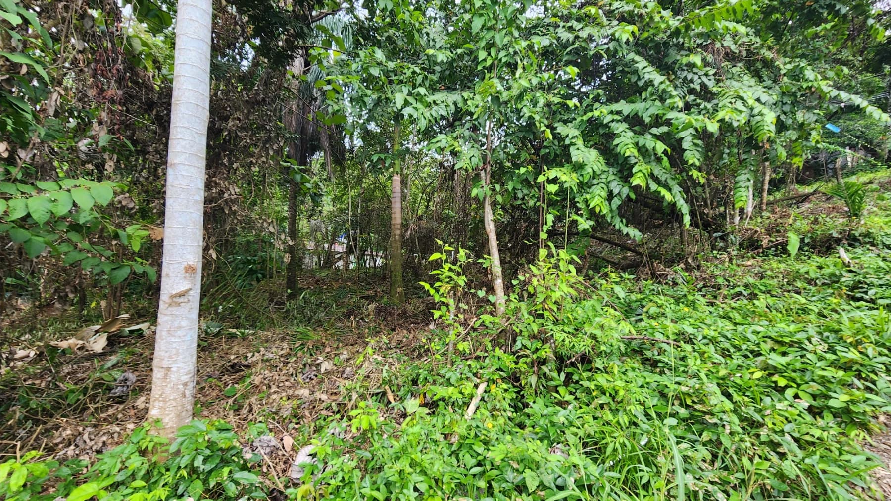 Land at Quepos