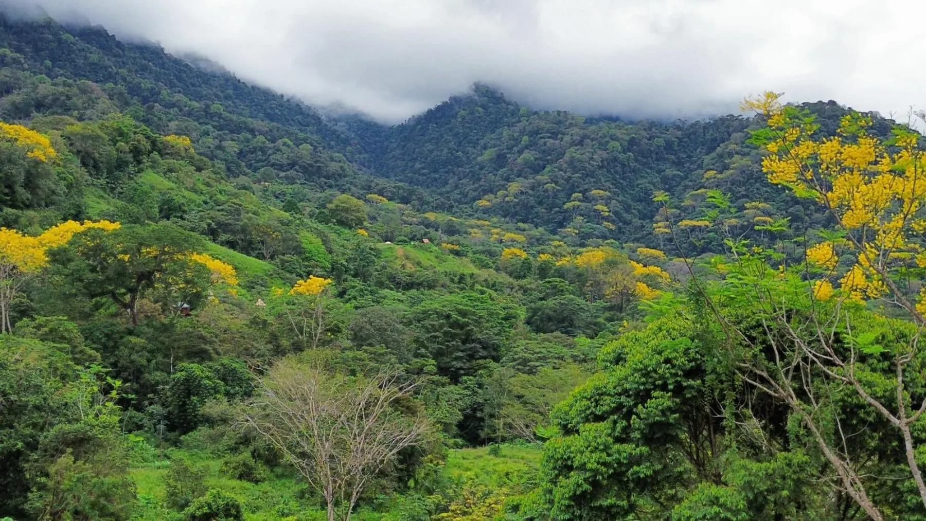 Terreno en Bahía Ballena