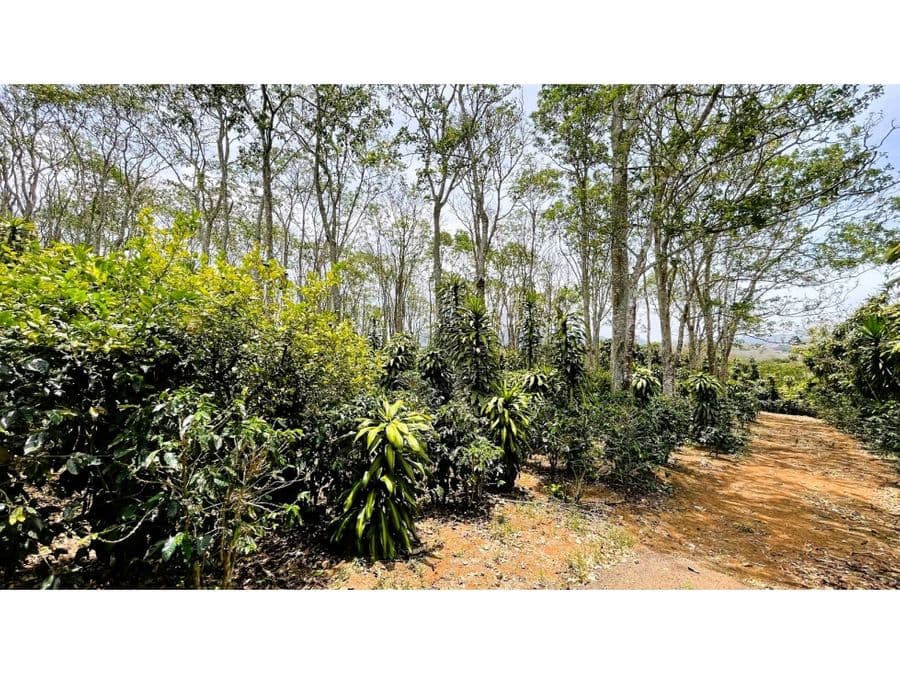 Property at San Isidro