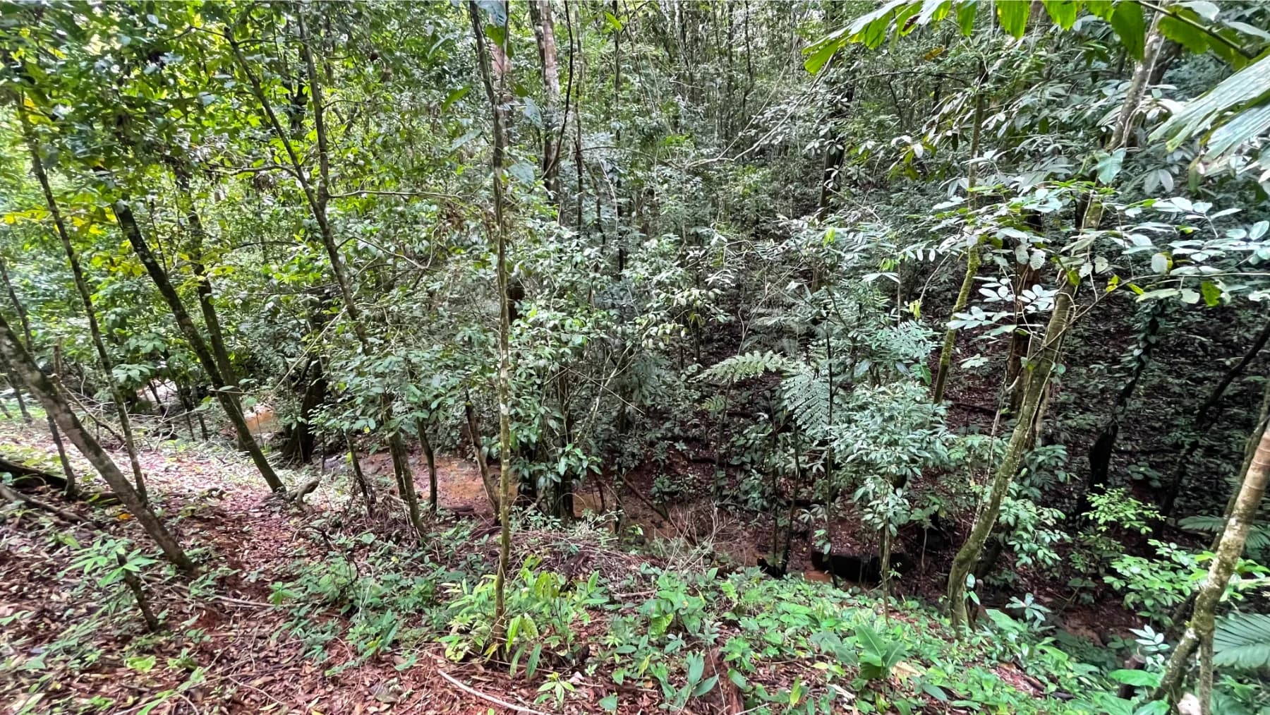 Terreno en Osa