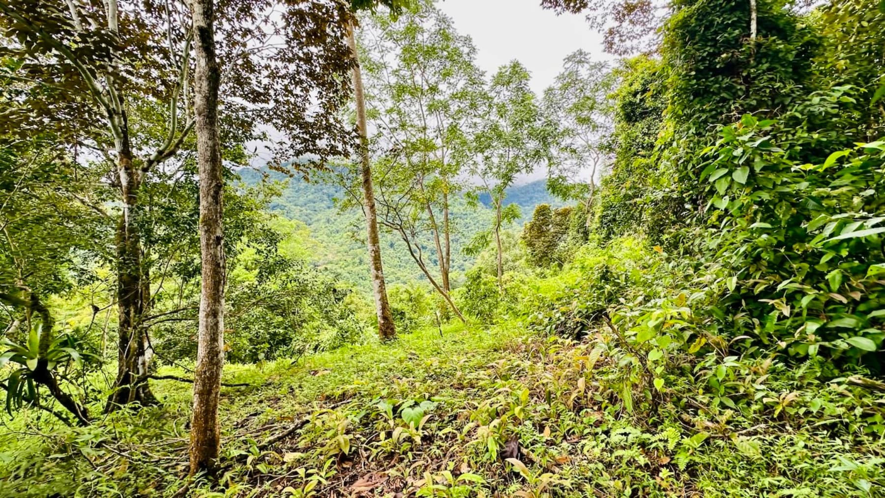 Terreno en Puerto Cortés