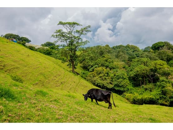 Propiedad en Cartago