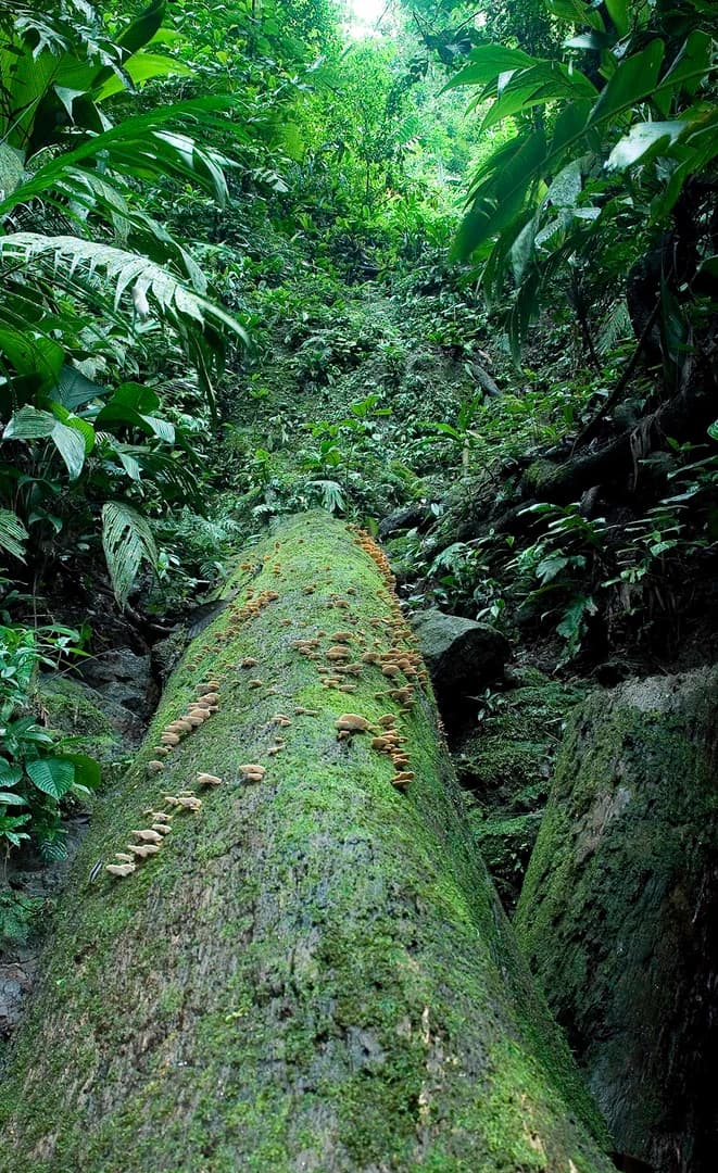 Land at Quepos