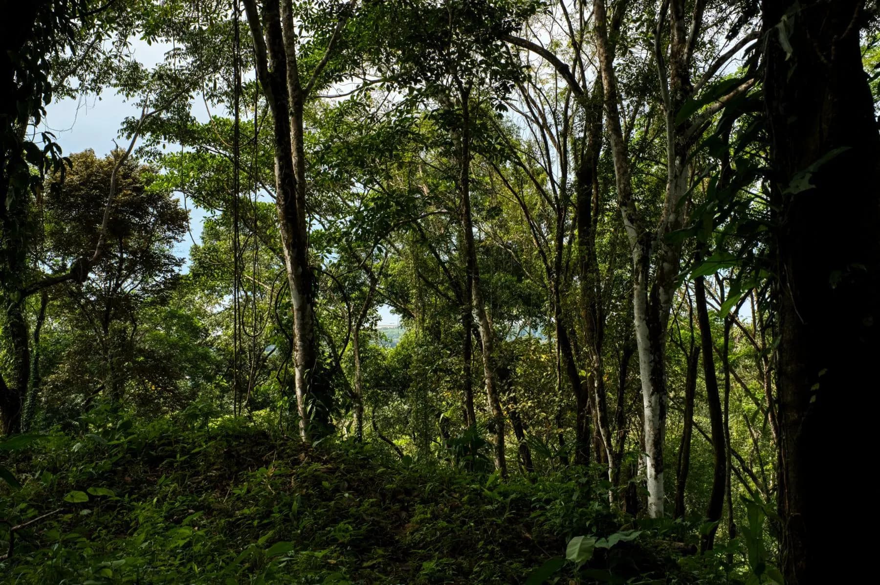 Terreno en Bahía Ballena