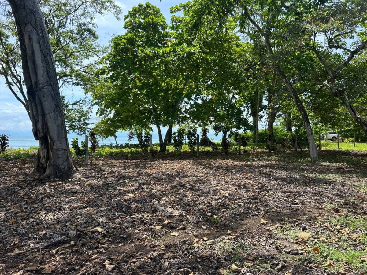 Estate at Puerto Jiménez