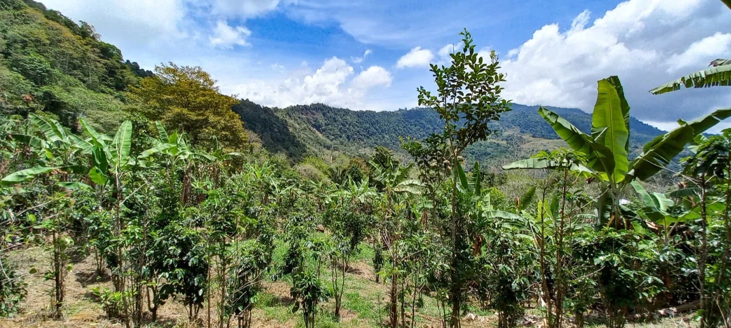 Land at San Isidro del General