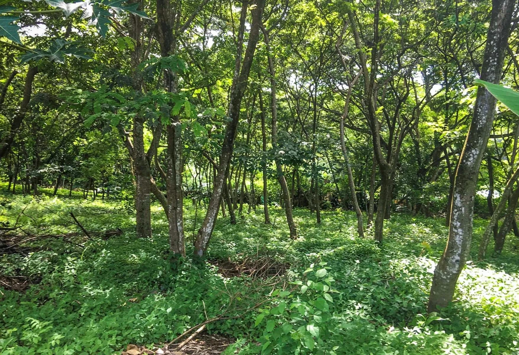 Land at Cóbano